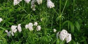 Organic Valerian Herb