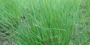 Organic Vetivar Herb