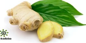 Ginger Oil