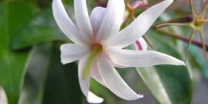 Jasmine Grandiflorum
