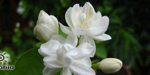 Jasminum Sambac