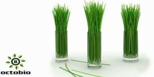 Lemon Grass Oil