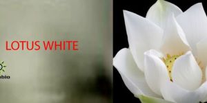 LOTUS WHITE