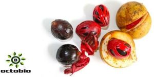 Nutmeg Oil