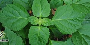 Patchouli Essential Oil