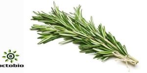 Rosemary Oil