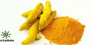 Turmeric Oil