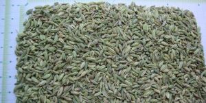 Fennel Seed