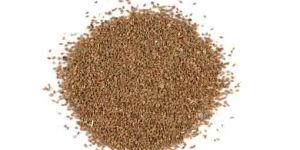 Celery Seed