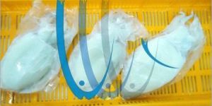 Fresh White Cuttlefish