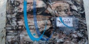 Frozen Sea Cuttlefish