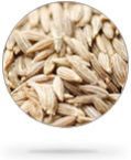 Cumin Seeds