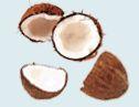 Coconut