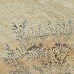 Mint Fossil Sand Stone