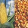 Maize