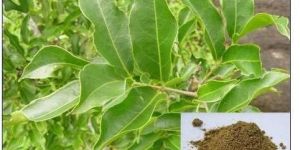 Salacia (Ekanayakam ) (Salacia oblanga/reticulata) Saponins 10%-20%