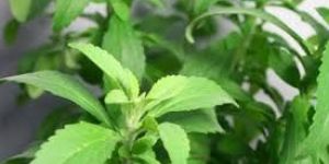 Stevia Leaves