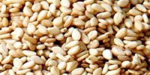 Sesame Seeds