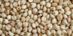 Sorghum