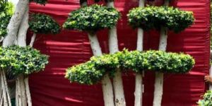 Bonsai Ficus Microcarpa Plant