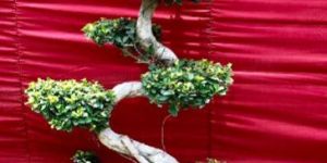 S-Shaped Ficus Bonsai Plant