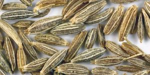 Cumin Seeds