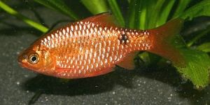 ROSY BARBS FISH