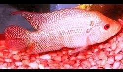 Short Body Flower Horn Fish