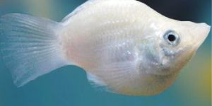 SILVER BALLOON MOLLY FISH
