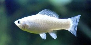 SILVER MOLLY FISH