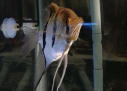 TUXIDO ANGEL FISH