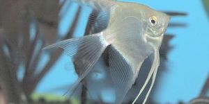 WHITE ANGEL FISH