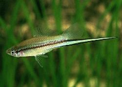 WHITE SWORD TAIL FISH