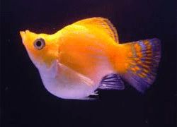 YELLOW BALLOON MOLLY FISH