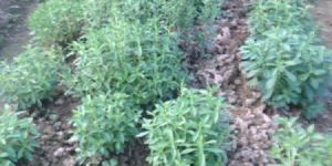 Stevia Plants