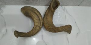 Raw Sheep Horn