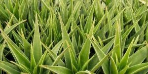 Aloe Vera Plant