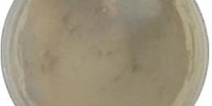 Natural Whitening Cream