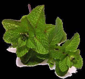 Mint Oils