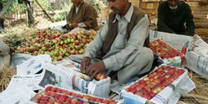 kashmiri apple [american]