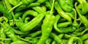 Hot Green Chilli