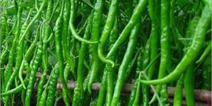 Hybrid Green Chilli