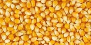 Hybrid Maize Seeds