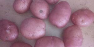 LR Red Potato