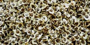 Moringa Seeds
