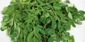 Moringa Whole Leaves