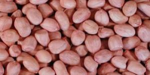 Ground Nut Kernel