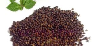 Tulsi Seeds