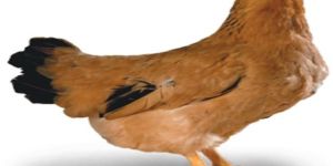 Sasso Color Hatching Egg