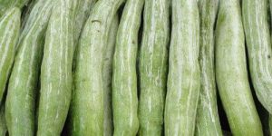 Fresh Snake Gourd